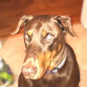 Meet your Posher, Joe